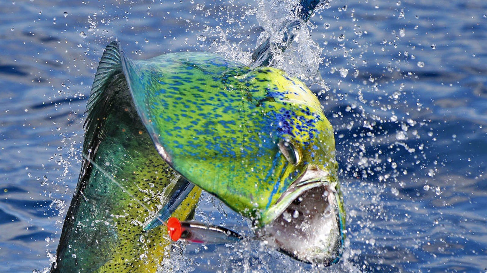 La Mejor Pesca Deportiva